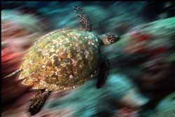 Hawksbill turtle on the move...... Housed Nikon D100 and ... by Steve Baillie 